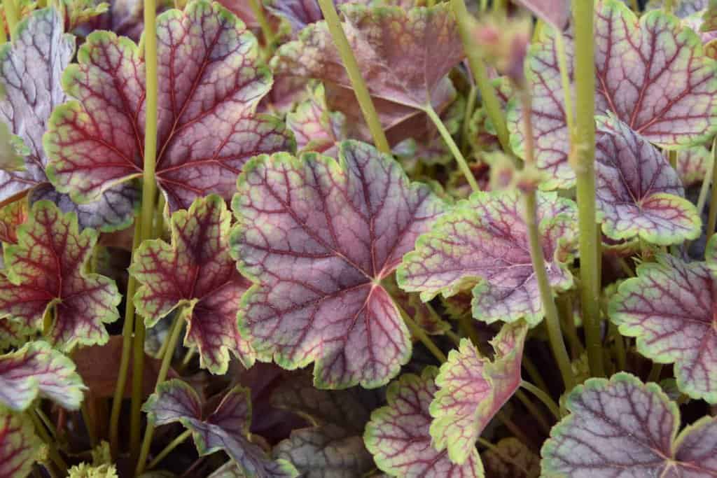 Heuchera 'Green Spice' ---